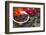 Blackberries and Blossoms, Red-White Dishes, Wooden Bank, Outside, Close-Up-Andrea Haase-Framed Photographic Print