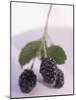 Blackberries on Stalk with Leaves-null-Mounted Photographic Print