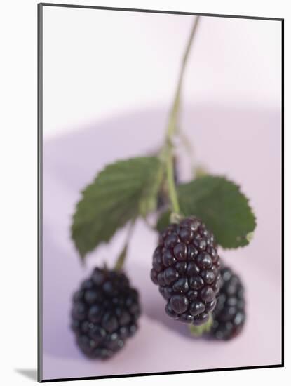 Blackberries on Stalk with Leaves-null-Mounted Photographic Print