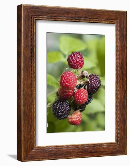 Blackberries-C. Nidhoff-Lang-Framed Photographic Print