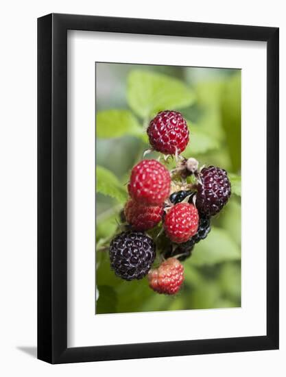 Blackberries-C. Nidhoff-Lang-Framed Photographic Print