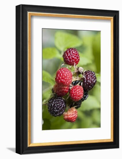 Blackberries-C. Nidhoff-Lang-Framed Photographic Print