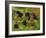 Blackberries-Bill Makinson-Framed Giclee Print