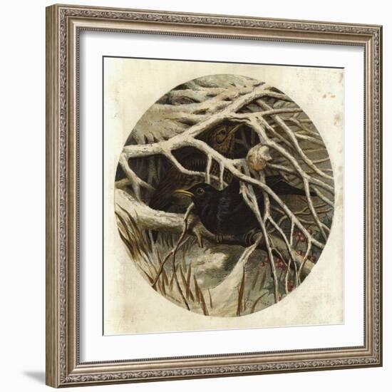 Blackbird and Thrush, in Covert-Harrison William Weir-Framed Giclee Print