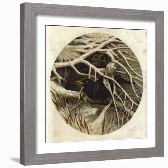 Blackbird and Thrush, in Covert-Harrison William Weir-Framed Giclee Print