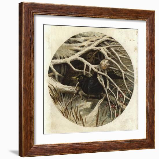 Blackbird and Thrush, in Covert-Harrison William Weir-Framed Giclee Print