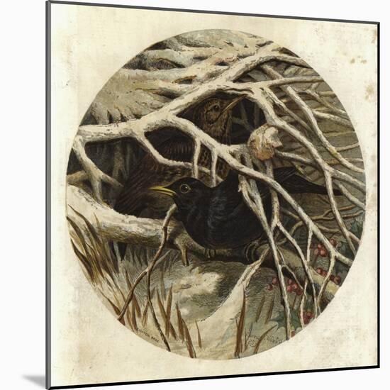 Blackbird and Thrush, in Covert-Harrison William Weir-Mounted Giclee Print