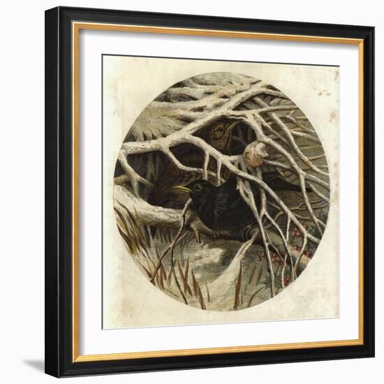 Blackbird and Thrush, in Covert-Harrison William Weir-Framed Giclee Print