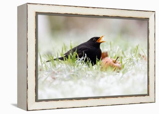 Blackbird eating winfall apples in snow, Cornwall, UK-Ross Hoddinott-Framed Premier Image Canvas