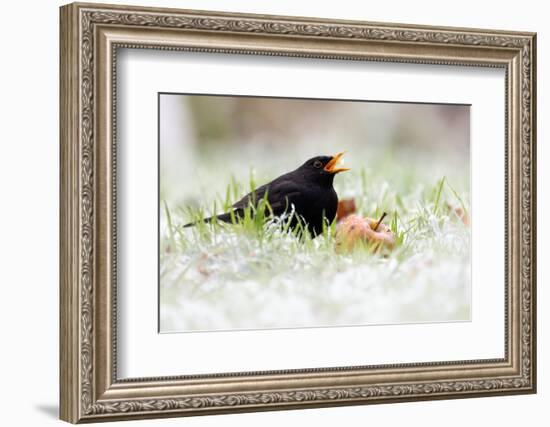 Blackbird eating winfall apples in snow, Cornwall, UK-Ross Hoddinott-Framed Photographic Print