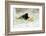 Blackbird eating winfall apples in snow, Cornwall, UK-Ross Hoddinott-Framed Photographic Print