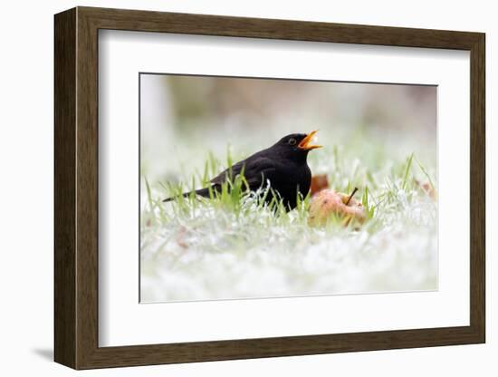 Blackbird eating winfall apples in snow, Cornwall, UK-Ross Hoddinott-Framed Photographic Print