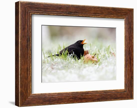 Blackbird eating winfall apples in snow, Cornwall, UK-Ross Hoddinott-Framed Photographic Print