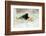 Blackbird eating winfall apples in snow, Cornwall, UK-Ross Hoddinott-Framed Photographic Print