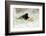 Blackbird eating winfall apples in snow, Cornwall, UK-Ross Hoddinott-Framed Photographic Print