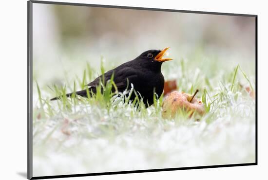 Blackbird eating winfall apples in snow, Cornwall, UK-Ross Hoddinott-Mounted Photographic Print