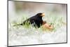 Blackbird eating winfall apples in snow, Cornwall, UK-Ross Hoddinott-Mounted Photographic Print