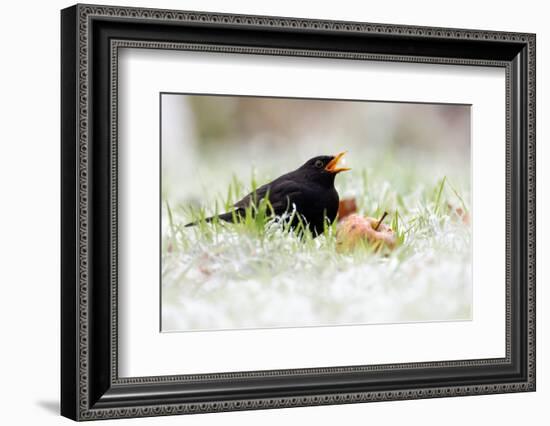 Blackbird eating winfall apples in snow, Cornwall, UK-Ross Hoddinott-Framed Photographic Print