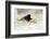 Blackbird eating winfall apples in snow, Cornwall, UK-Ross Hoddinott-Framed Photographic Print