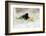 Blackbird eating winfall apples in snow, Cornwall, UK-Ross Hoddinott-Framed Photographic Print