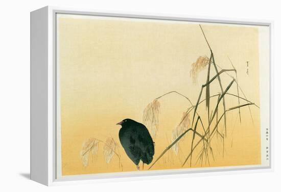 Blackbird, Edo Period-Japanese School-Framed Premier Image Canvas