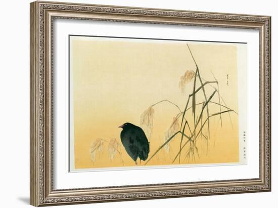 Blackbird, Edo Period-Japanese School-Framed Giclee Print