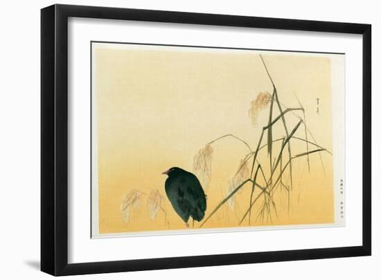 Blackbird, Edo Period-Japanese School-Framed Giclee Print