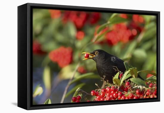 Blackbird Feeding on Autumn Berries-null-Framed Premier Image Canvas