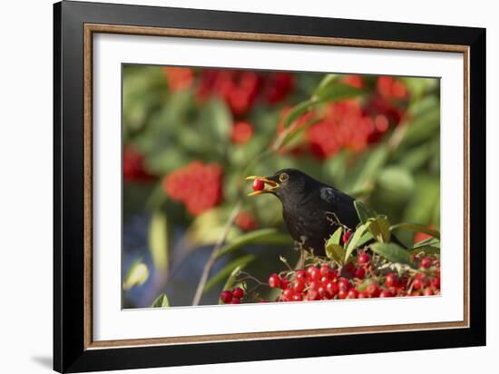 Blackbird Feeding on Autumn Berries-null-Framed Photographic Print