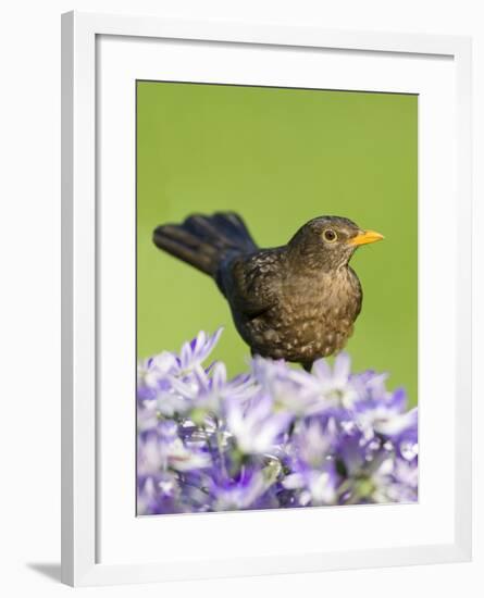 Blackbird Female-null-Framed Photographic Print