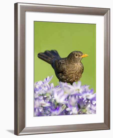 Blackbird Female-null-Framed Photographic Print