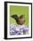 Blackbird Female-null-Framed Photographic Print