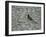 Blackbird in Tree-Ruth Addinall-Framed Giclee Print
