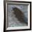 Blackbird in Wind-Tim Nyberg-Framed Giclee Print