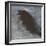 Blackbird in Wind-Tim Nyberg-Framed Giclee Print