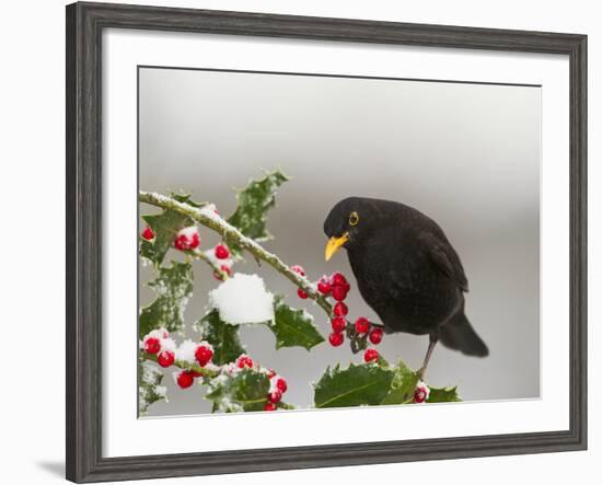 Blackbird Male Feeding on Holly Berries-null-Framed Photographic Print