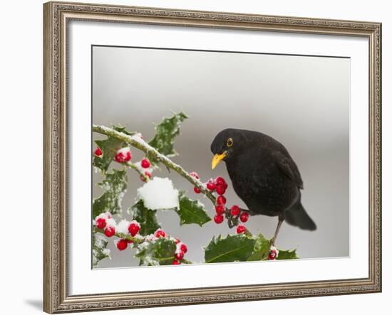 Blackbird Male Feeding on Holly Berries-null-Framed Photographic Print