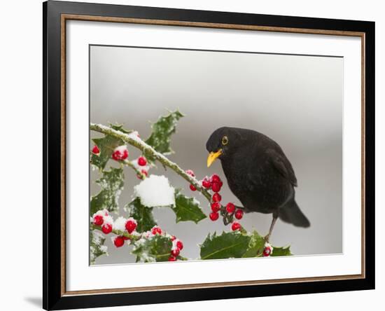 Blackbird Male Feeding on Holly Berries-null-Framed Photographic Print