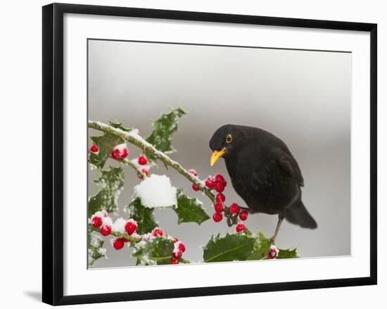 Blackbird Male Feeding on Holly Berries-null-Framed Photographic Print