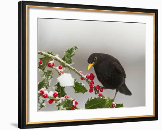 Blackbird Male Feeding on Holly Berries-null-Framed Photographic Print