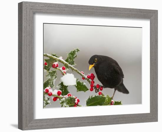 Blackbird Male Feeding on Holly Berries-null-Framed Photographic Print