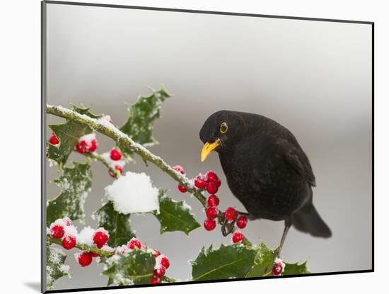 Blackbird Male Feeding on Holly Berries-null-Mounted Photographic Print