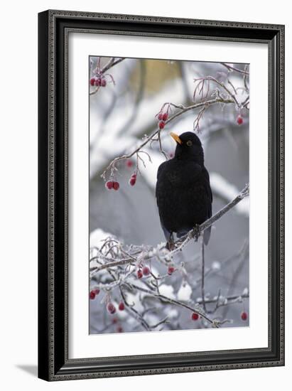 Blackbird Male Sitting in Hawthorn Bush in Winter-null-Framed Photographic Print