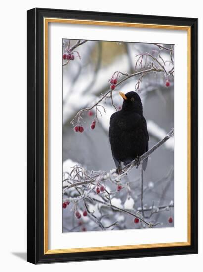 Blackbird Male Sitting in Hawthorn Bush in Winter-null-Framed Photographic Print