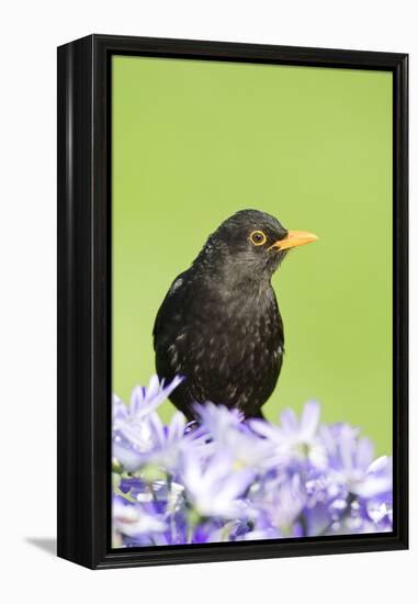 Blackbird Male-null-Framed Premier Image Canvas