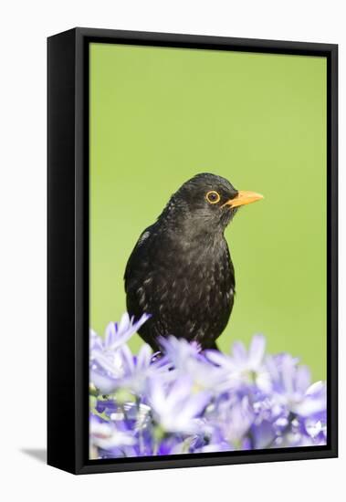 Blackbird Male-null-Framed Premier Image Canvas