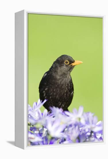 Blackbird Male-null-Framed Premier Image Canvas