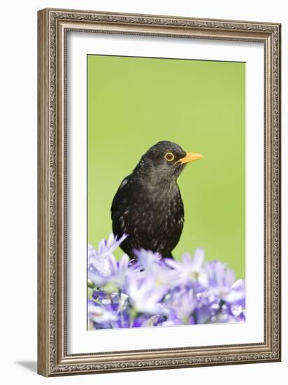 Blackbird Male-null-Framed Photographic Print