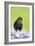 Blackbird Male-null-Framed Photographic Print