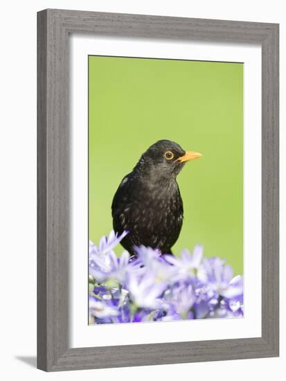 Blackbird Male-null-Framed Photographic Print